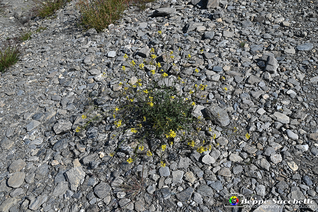 VBS_1 -  Plateau du Mont-Cenise, Grand Croix, Marmotte_-_0136 mt.jpg